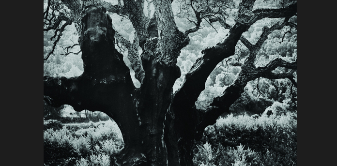 Hélène Giraud - De ma nature
